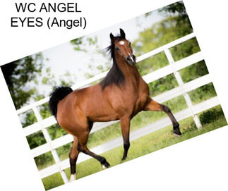 WC ANGEL EYES (Angel)