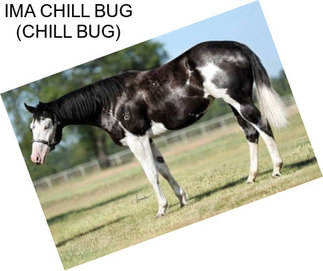 IMA CHILL BUG (CHILL BUG)