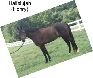 Hallelujah (Henry)