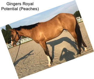 Gingers Royal Potential (Peaches)