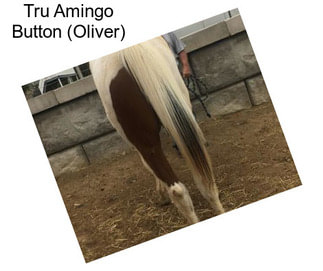 Tru Amingo Button (Oliver)