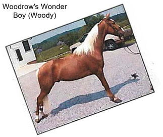 Woodrow\'s Wonder Boy (Woody)