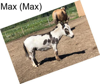Max (Max)