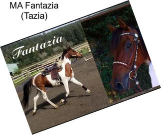 MA Fantazia (Tazia)