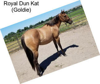 Royal Dun Kat (Goldie)