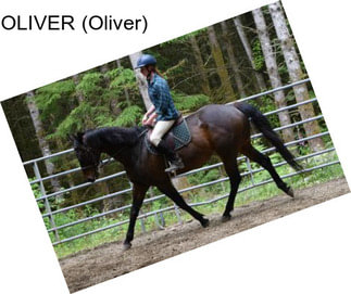 OLIVER (Oliver)