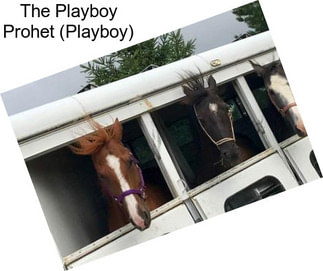 The Playboy Prohet (Playboy)