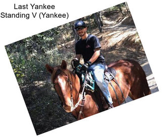 Last Yankee Standing V (Yankee)