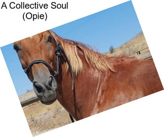 A Collective Soul (Opie)