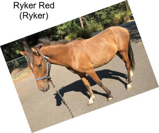 Ryker Red (Ryker)