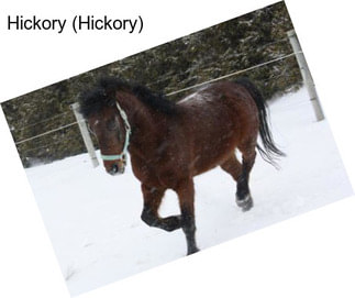 Hickory (Hickory)