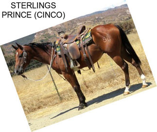 STERLINGS PRINCE (CINCO)