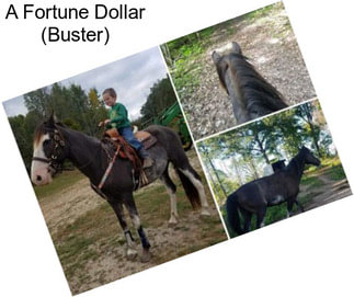 A Fortune Dollar (Buster)