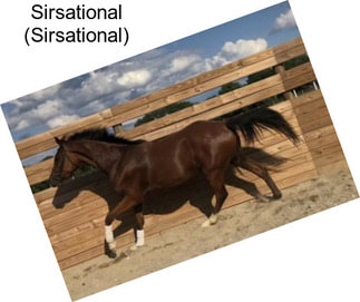 Sirsational (Sirsational)