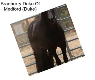 Braeberry Duke Of Medford (Duke)