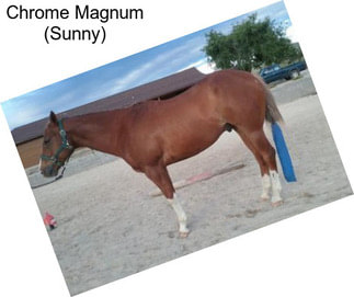 Chrome Magnum (Sunny)