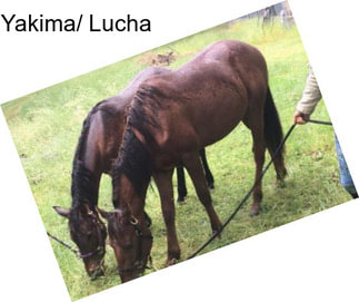 Yakima/ Lucha