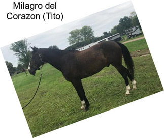 Milagro del Corazon (Tito)