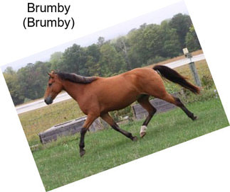 Brumby (Brumby)