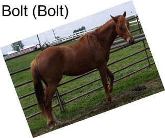 Bolt (Bolt)