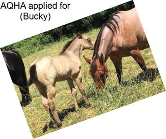 AQHA applied for (Bucky)