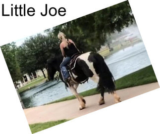 Little Joe