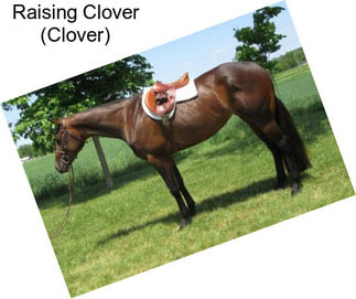 Raising Clover (Clover)