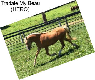 Tradale My Beau (HERO)