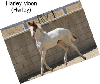 Harley Moon (Harley)