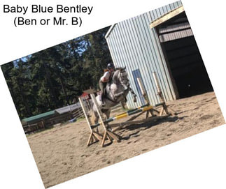 Baby Blue Bentley (Ben or Mr. B)