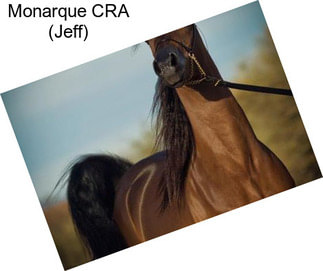 Monarque CRA (Jeff)