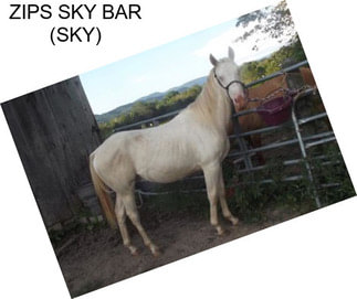 ZIPS SKY BAR (SKY)