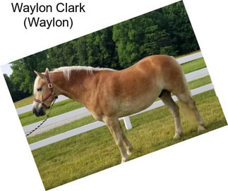 Waylon Clark (Waylon)
