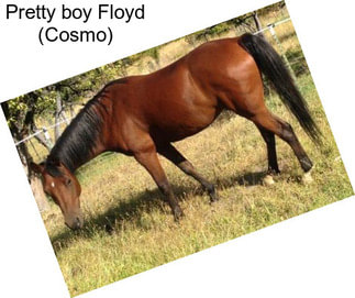 Pretty boy Floyd (Cosmo)