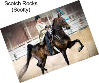 Scotch Rocks (Scotty)