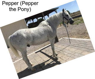 Pepper (Pepper the Pony)
