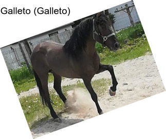 Galleto (Galleto)