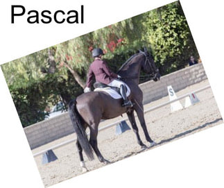 Pascal