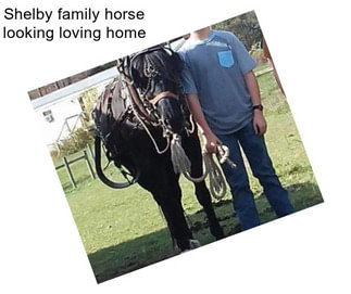 Shelby family horse looking loving home