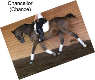 Chancellor (Chance)