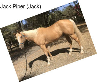 Jack Piper (Jack)