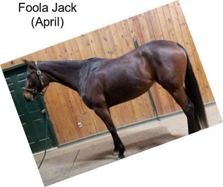 Foola Jack (April)