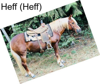 Heff (Heff)