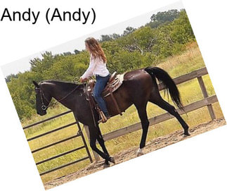 Andy (Andy)