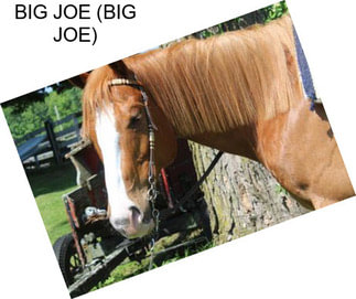 BIG JOE (BIG JOE)