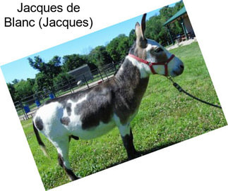 Jacques de Blanc (Jacques)