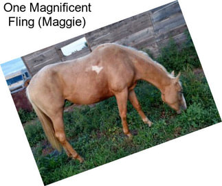 One Magnificent Fling (Maggie)