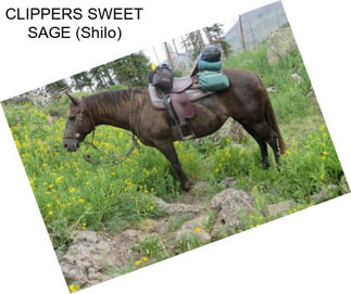 CLIPPERS SWEET SAGE (Shilo)