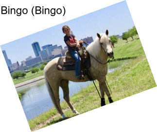 Bingo (Bingo)