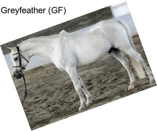 Greyfeather (GF)